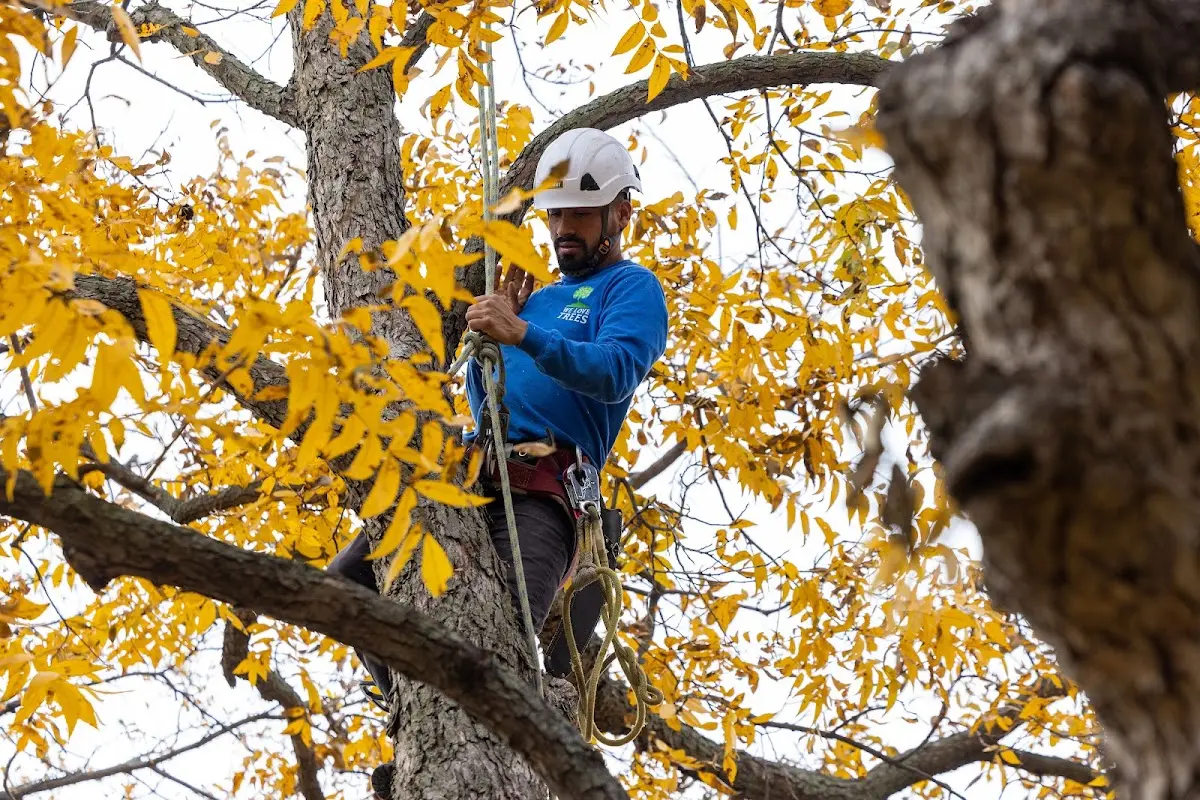 Skilled Tree Transplanting crew working in Honeydew