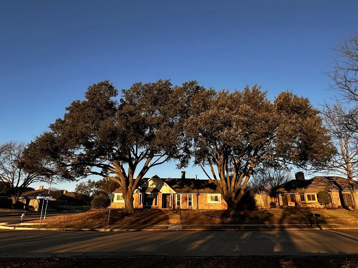 Established residential canopy tree shading a home in Honeydew