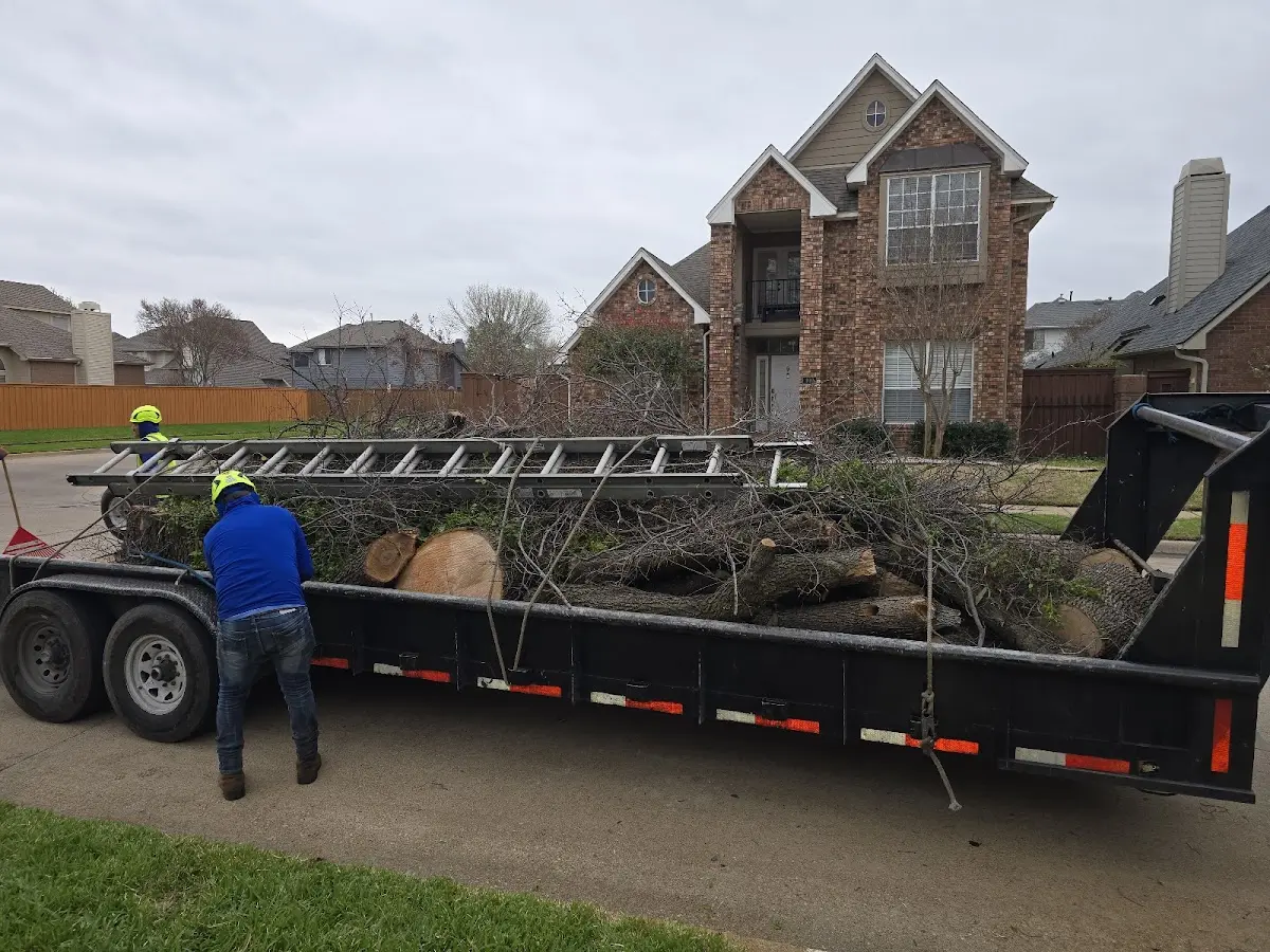 Expert Tree Removal with proper safety equipment in Honeydew